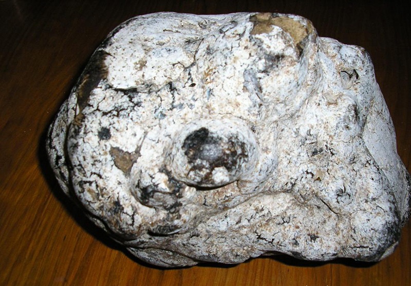 Ambergris We Buy And Sell Ambergris Buying Selling Ambergris